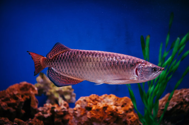 arowana