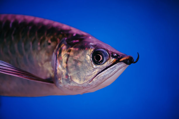 arowana