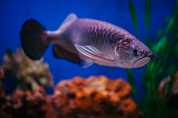 arowana