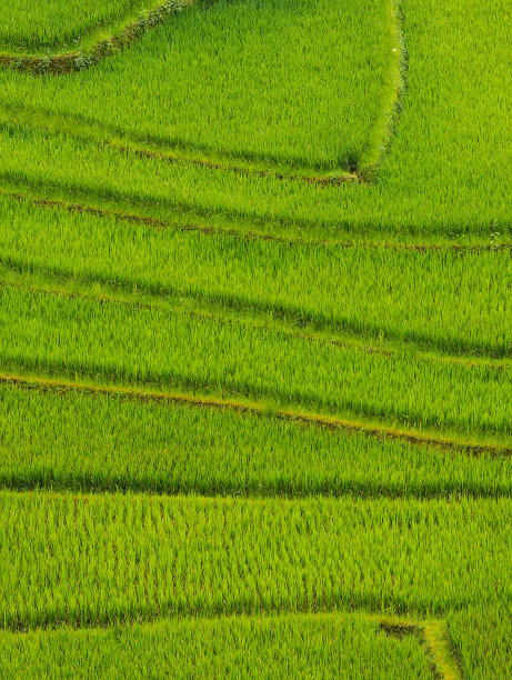 秋收水稻农民