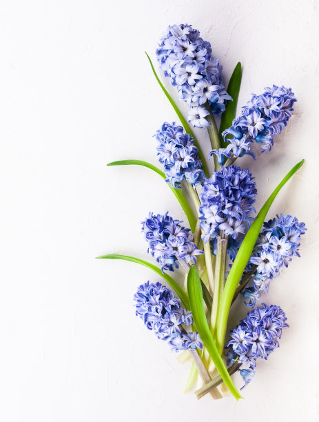 hyacinth