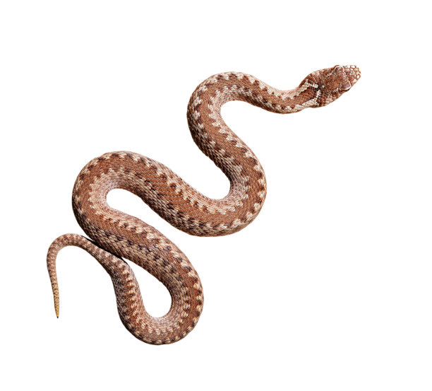 snake