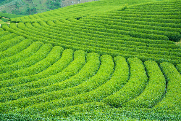 高山茶园高清全景图