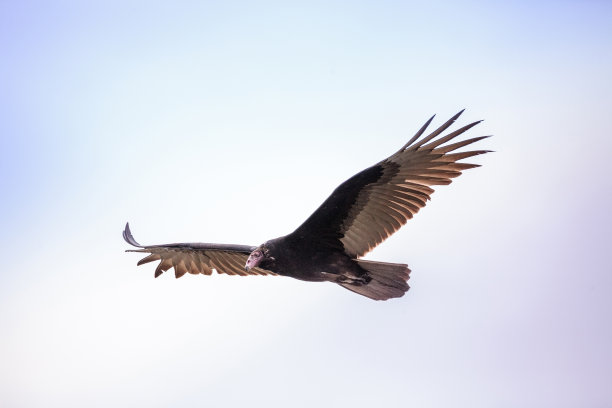 buzzard