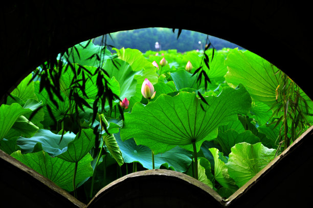 荷花蕾