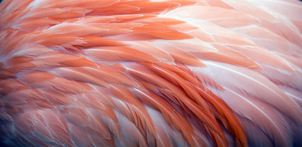 feathers