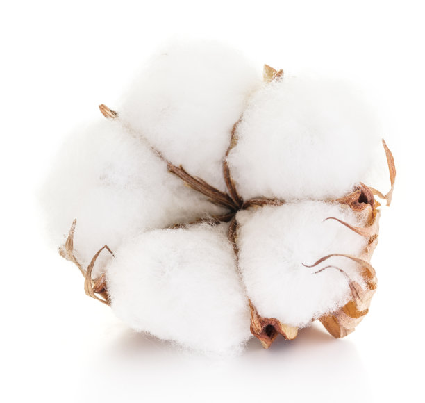 cotton