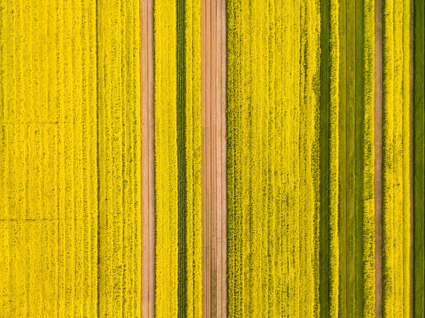 油菜花和麦地