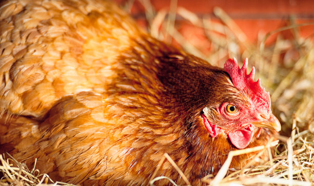 hen