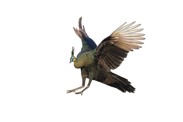 peacock