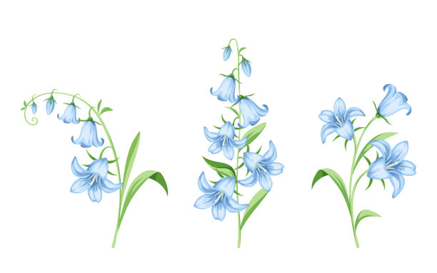 hyacinthoides