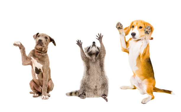 terrier