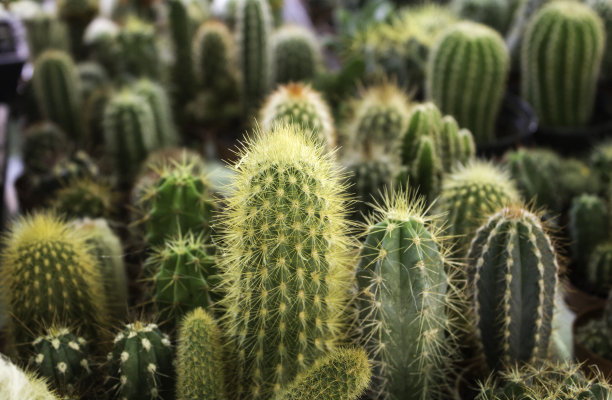 cactus
