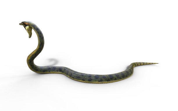 atheris