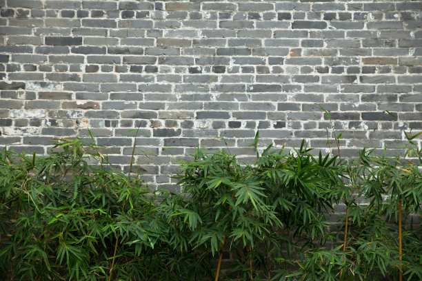 绿叶,老竹墙