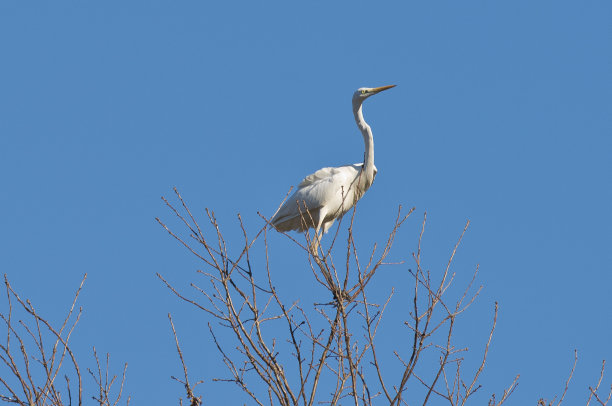 egretta