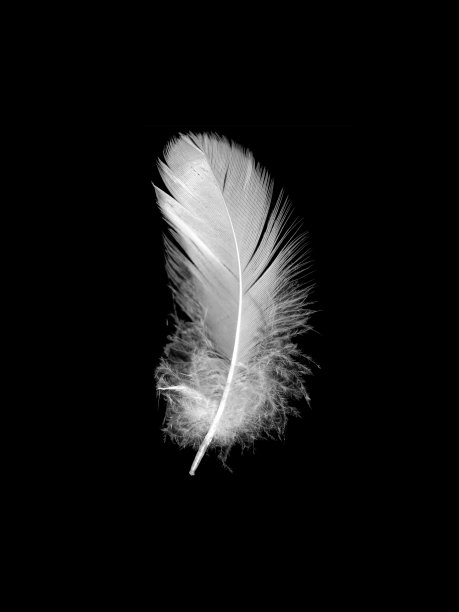 feathers