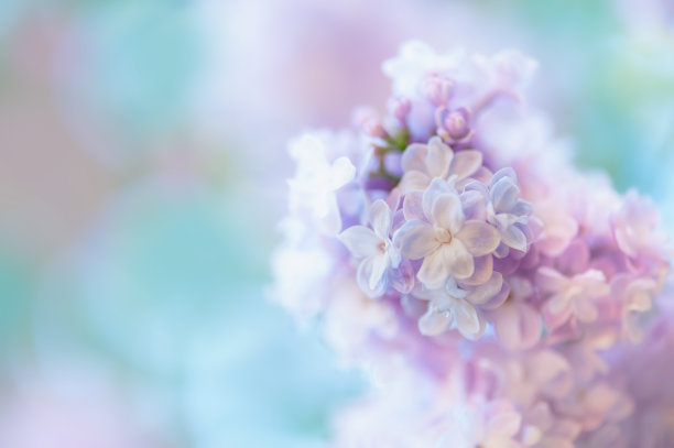 鲜花盛开