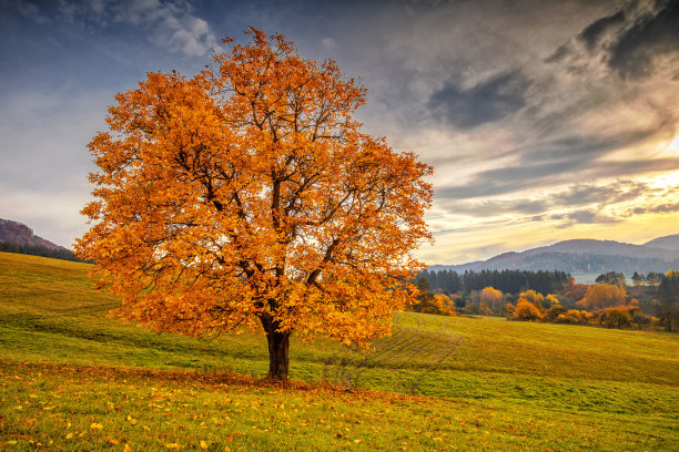 maple