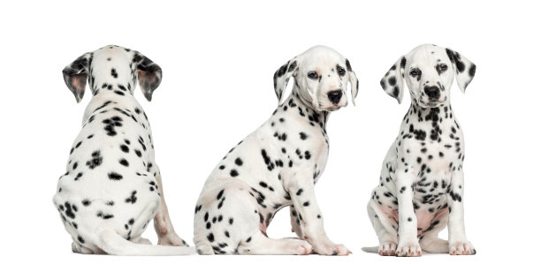 dalmatian