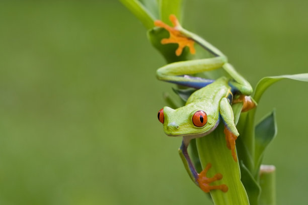 fauna