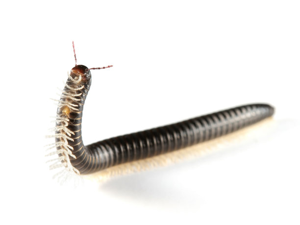 millipede