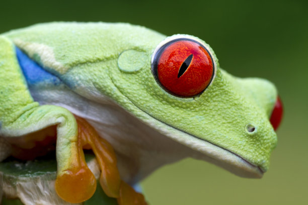 eyes