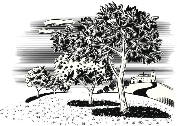 orchard
