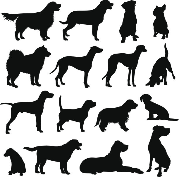 dalmatian