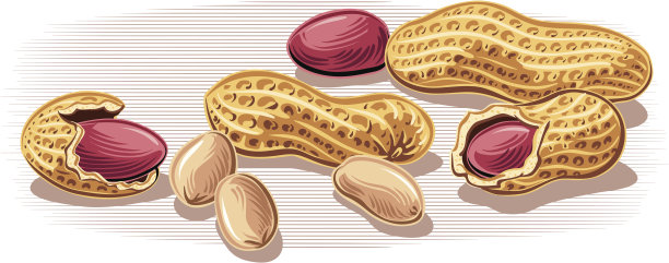 earthnut