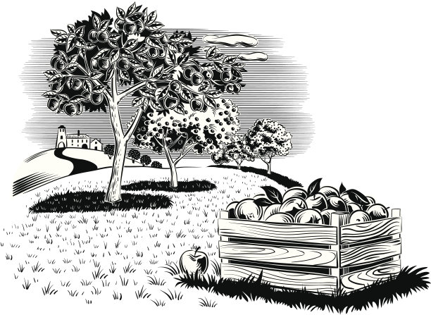 苹果插画