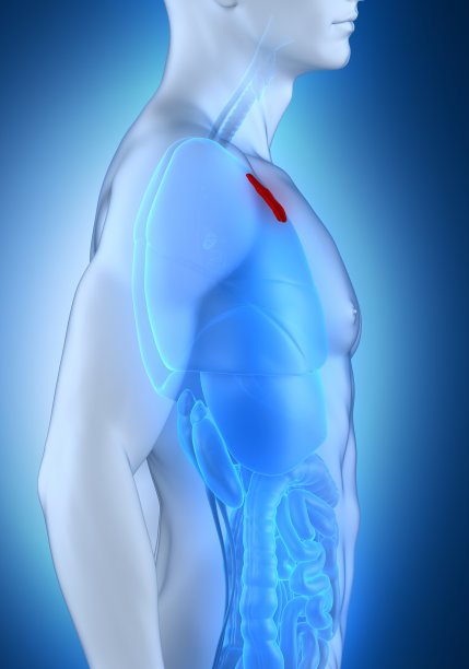 thymus
