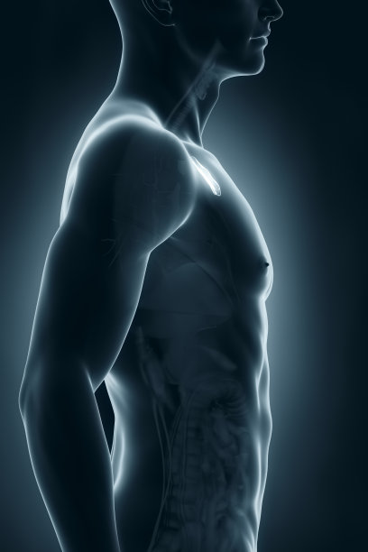thymus