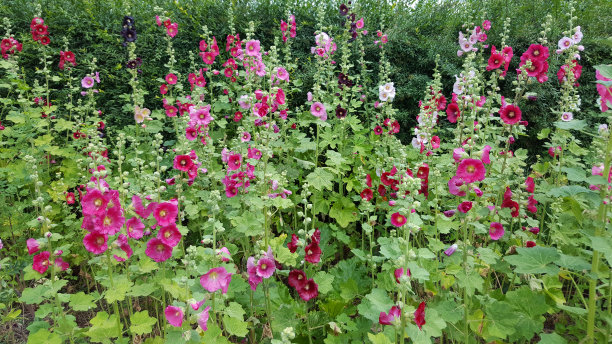 stockrose