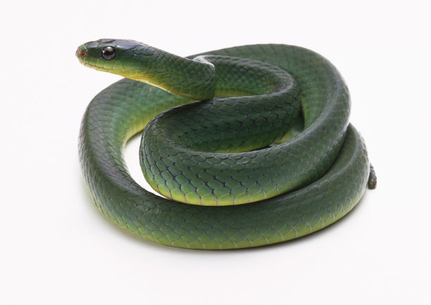 snake