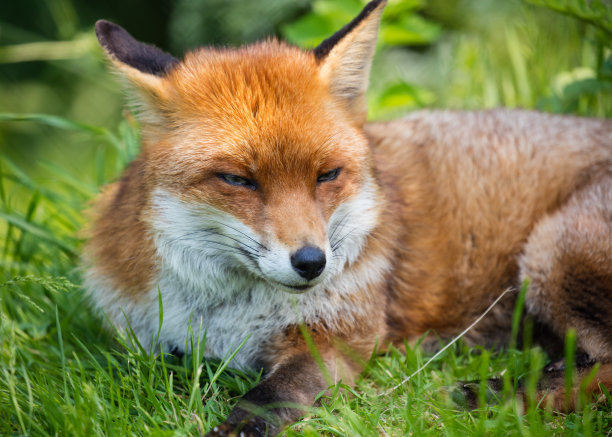 fox