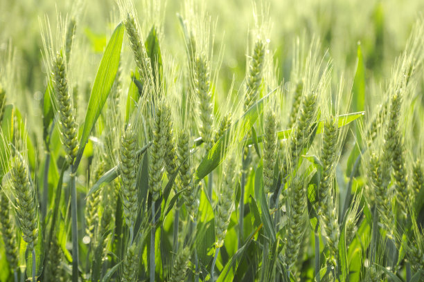 triticum