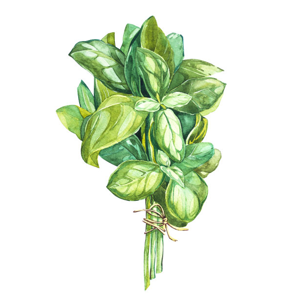 basil