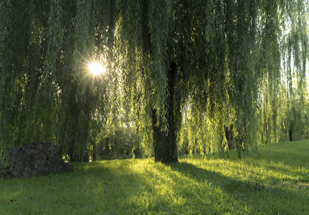 willow