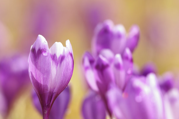 saffron