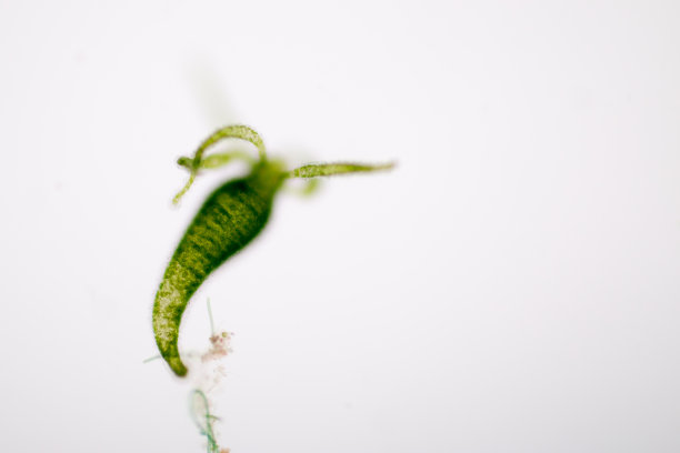 cnidaria