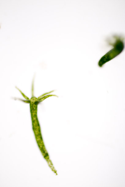 cnidaria