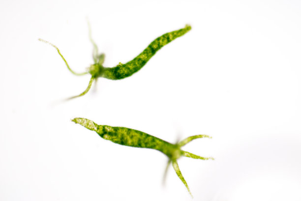 cnidaria
