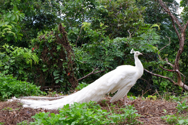 peacock