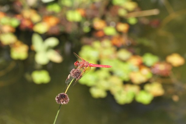 水,美国,花