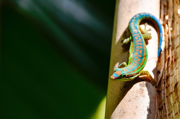 phelsuma