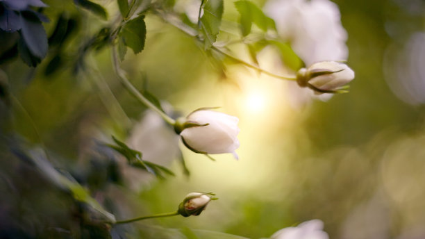 stamens