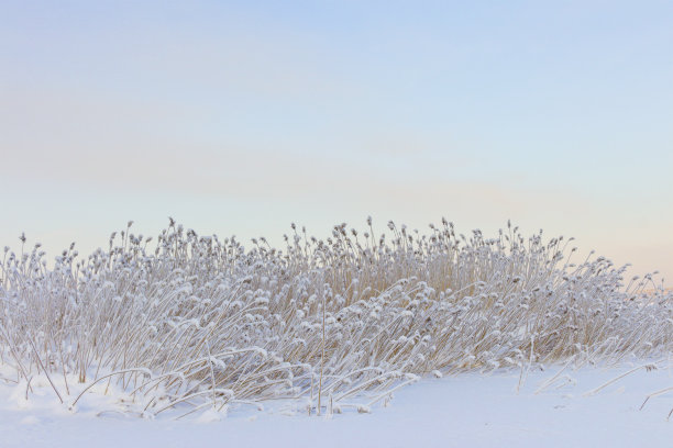 reed