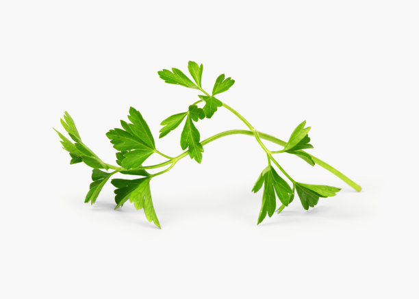 parsley