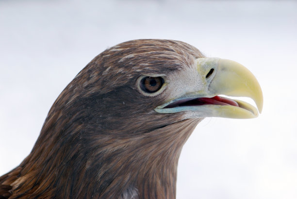 falcon